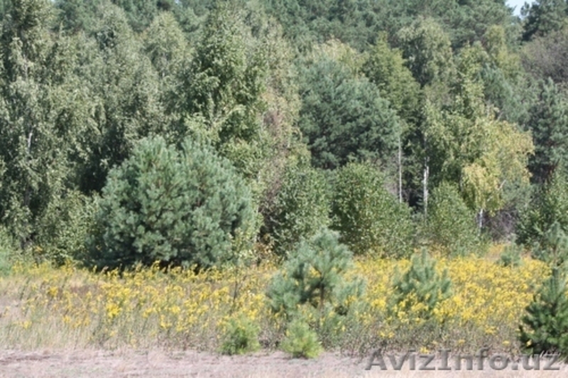 Продажа земельного участка, Украина - Изображение #4, Объявление #1058939