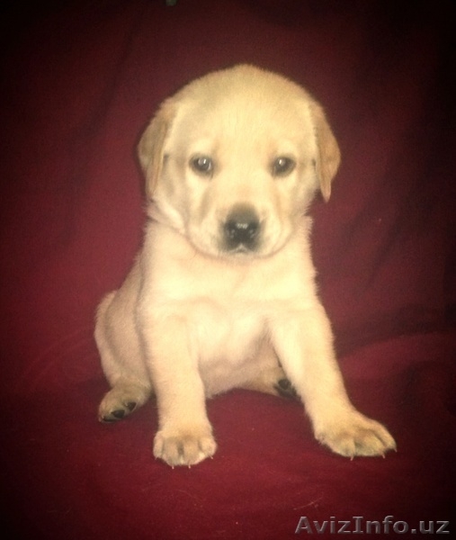 отличные щенки лабрадора - Изображение #3, Объявление #1072572