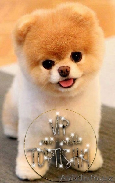 Шикарнейшие мини-щенки карликового померанского шпица SHOW-Classa!!! - Изображение #9, Объявление #1089675