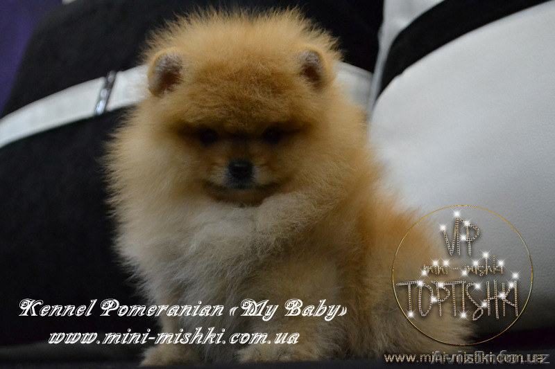 Шикарнейшие мини-щенки карликового померанского шпица SHOW-Classa!!! - Изображение #3, Объявление #1089675