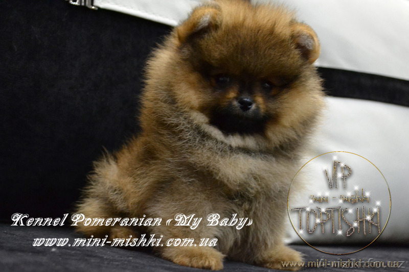 Шикарнейшие мини-щенки карликового померанского шпица SHOW-Classa!!! - Изображение #7, Объявление #1089675