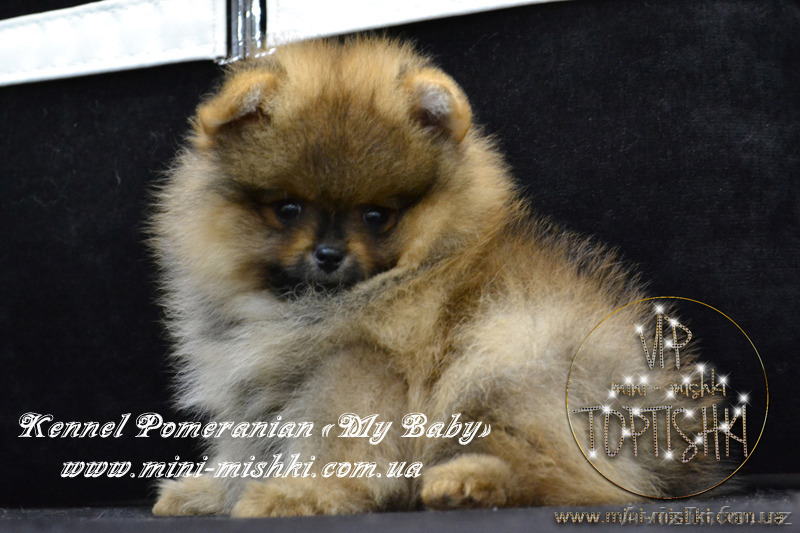 Шикарнейшие мини-щенки карликового померанского шпица SHOW-Classa!!! - Изображение #6, Объявление #1089675