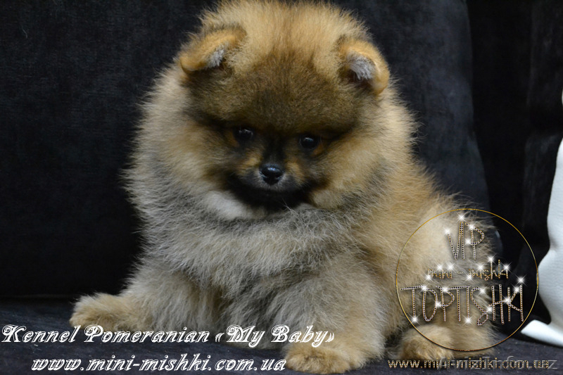 Шикарнейшие мини-щенки карликового померанского шпица SHOW-Classa!!! - Изображение #5, Объявление #1089675