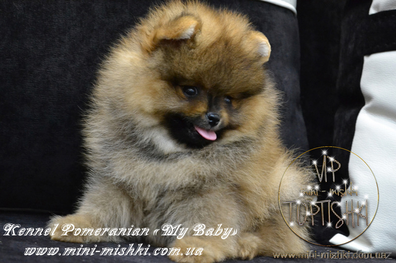 Шикарнейшие мини-щенки карликового померанского шпица SHOW-Classa!!! - Изображение #8, Объявление #1089675
