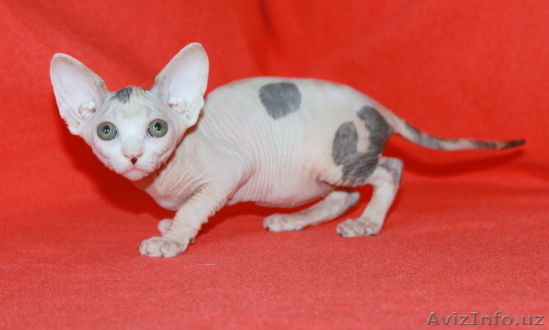 канадский сфинкс-шикарные котята - Изображение #3, Объявление #1092596