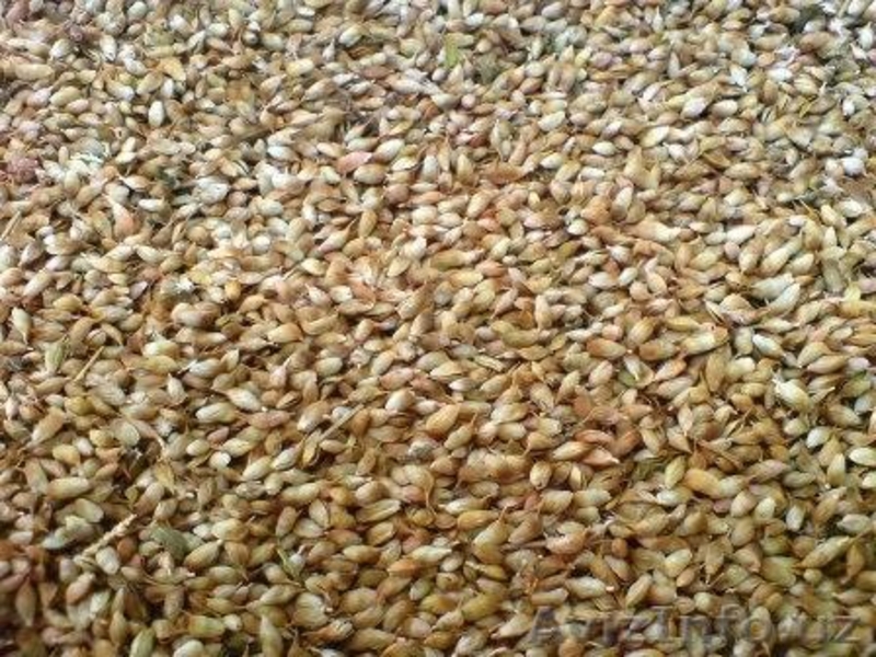 Грузинский лавровый лист, специи и приправы - Изображение #3, Объявление #1094415