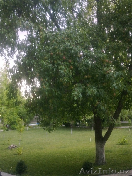 Сдаю свою дачу в аренду! Шикарно, недалеко от г.Ташкента цена приемлима в Ташкен - Изображение #4, Объявление #1105497