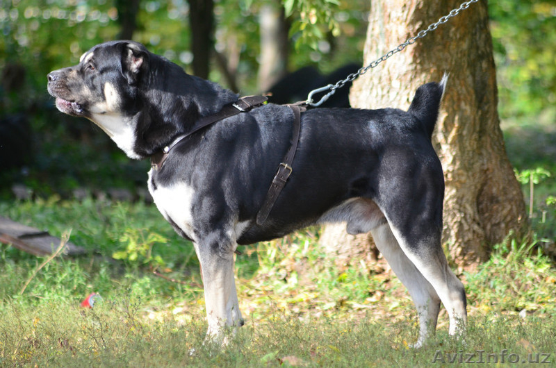 Щенки САО (алабай,тобет) от рабочих родителей - Изображение #4, Объявление #1108715