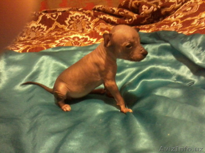 Голый Мексиканец лечебная порода собак - Изображение #3, Объявление #1108982