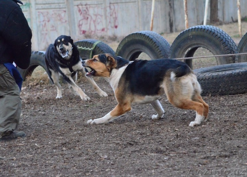 Щенки САО (алабай,тобет) от рабочих родителей - Изображение #3, Объявление #1108715