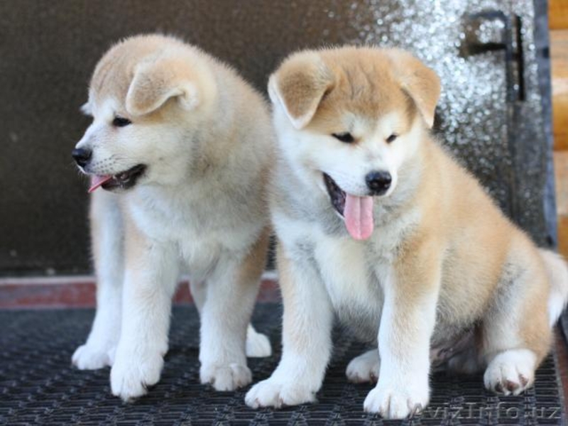 Предлагаем щенков Акита-ину, легендарная "Хатико". Есть Щенки Американской Акиты - Изображение #3, Объявление #1125747