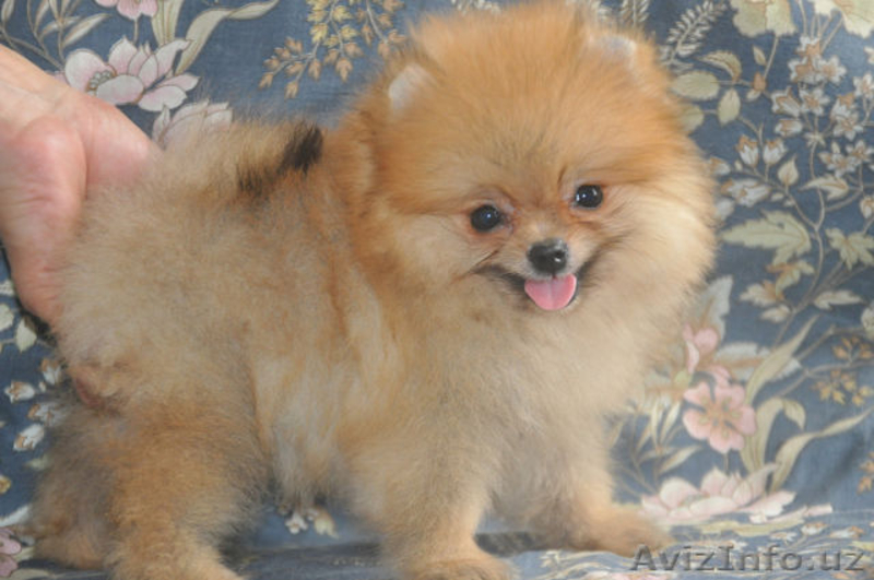 Продам щенков Померанского Шпица, Крем, Белые, Оранж, Супер Щенки - Изображение #6, Объявление #1125365