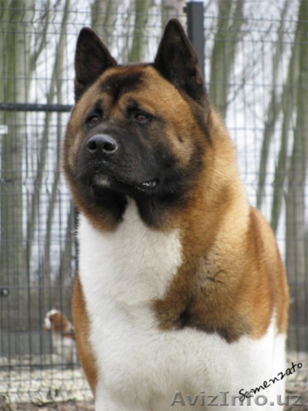 Предлагаем щенков Акита-ину, легендарная "Хатико". Есть Щенки Американской Акиты - Изображение #6, Объявление #1125747