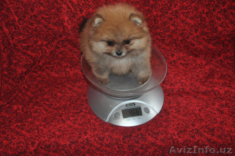 Продам щенков Померанского Шпица, Крем, Белые, Оранж, Супер Щенки - Изображение #5, Объявление #1125365