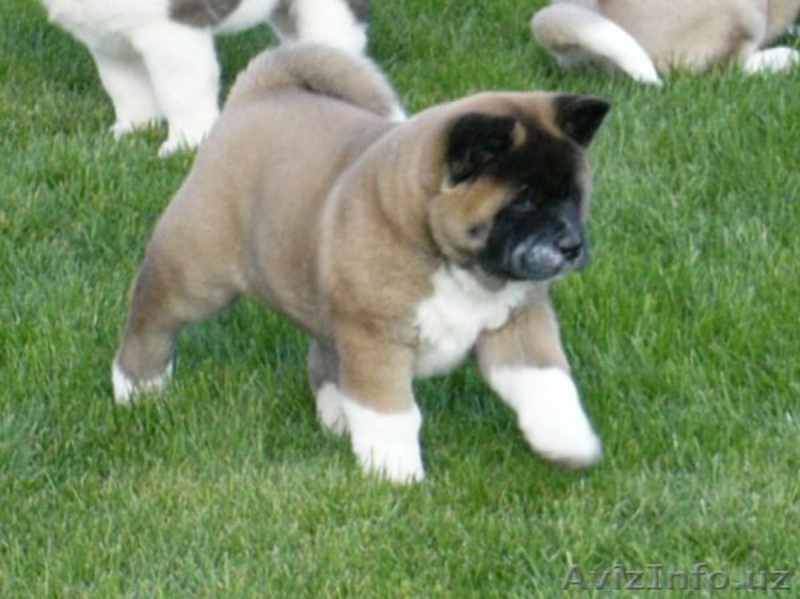 Предлагаем щенков Акита-ину, легендарная "Хатико". Есть Щенки Американской Акиты - Изображение #7, Объявление #1125747