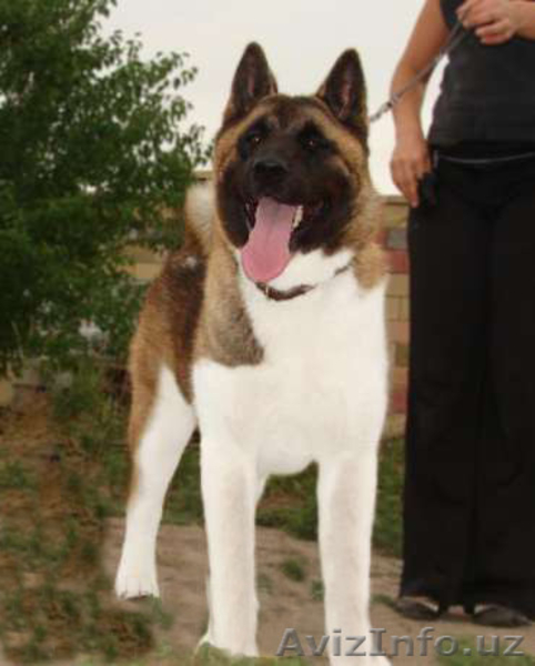 Предлагаем щенков Акита-ину, легендарная "Хатико". Есть Щенки Американской Акиты - Изображение #4, Объявление #1125747