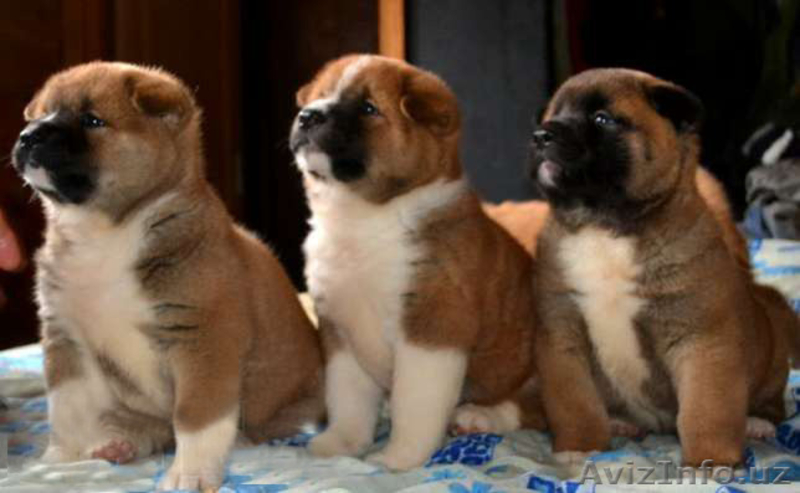 Предлагаем щенков Акита-ину, легендарная "Хатико". Есть Щенки Американской Акиты - Изображение #5, Объявление #1125747