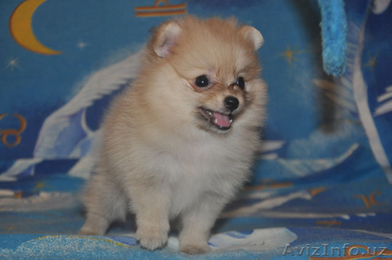 Продам щенков Померанского Шпица, Крем, Белые, Оранж, Супер Щенки - Изображение #4, Объявление #1125365