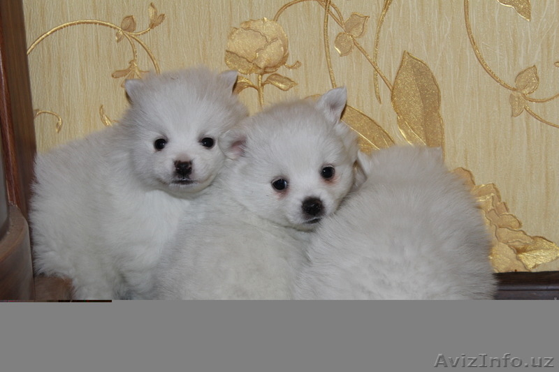 Продам щенков Померанского Шпица, Крем, Белые, Оранж, Супер Щенки - Изображение #3, Объявление #1125365