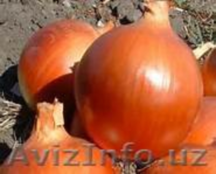 семена лука качество не дорого - Изображение #4, Объявление #1136141