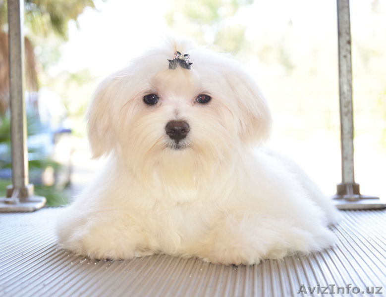 Мальтезе - девочка от Чемпионов для шоу  - Изображение #5, Объявление #1140193