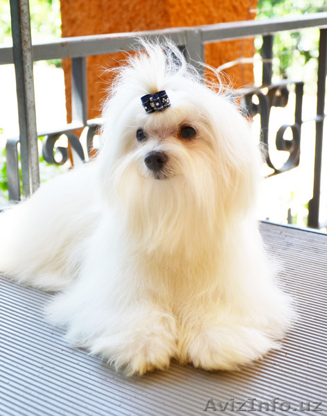 Мальтезе - девочка от Чемпионов для шоу  - Изображение #8, Объявление #1140193