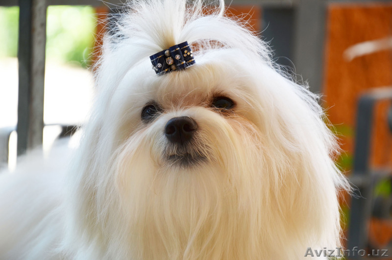 Мальтезе - девочка от Чемпионов для шоу  - Изображение #6, Объявление #1140193