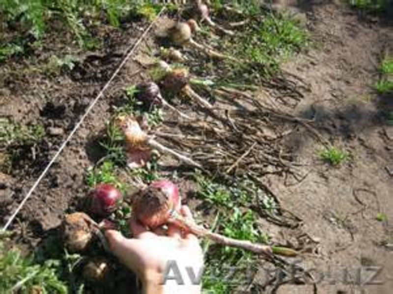 семена лука качество не дорого - Изображение #3, Объявление #1136141