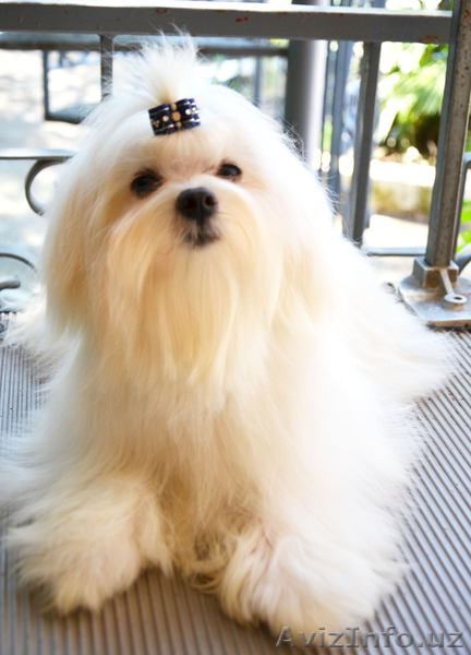 Мальтезе - девочка от Чемпионов для шоу  - Изображение #7, Объявление #1140193