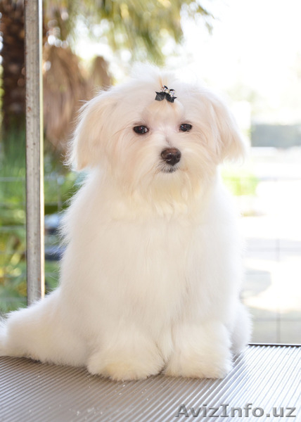 Мальтезе - девочка от Чемпионов для шоу  - Изображение #4, Объявление #1140193