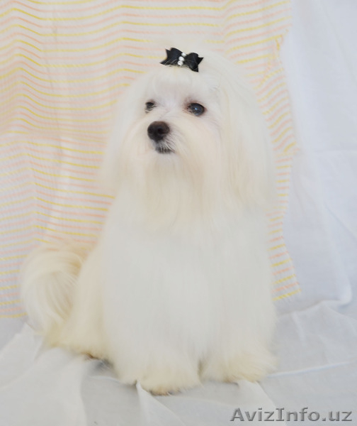 Мальтезе - девочка от Чемпионов для шоу  - Изображение #3, Объявление #1140193