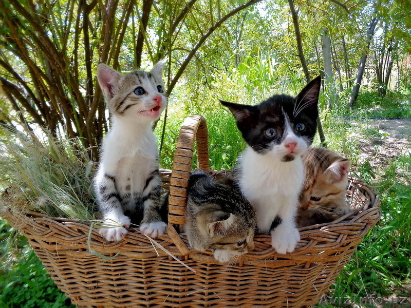 КОТЯТА ТОЛЬКО В ХОРОШИЕ РУКИ - Изображение #3, Объявление #1138462