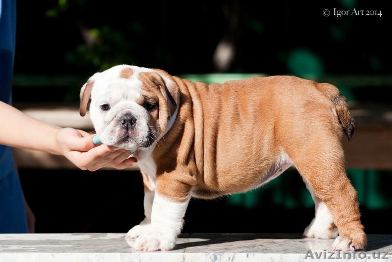щенки Английского Бульдога  - Изображение #3, Объявление #1142105