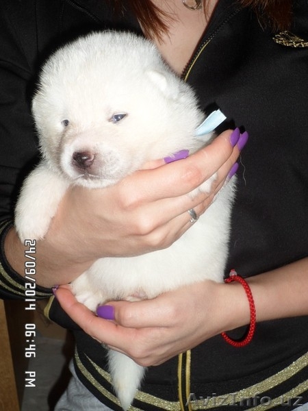 АКИТА-ИНУ щенки - Изображение #3, Объявление #1153556