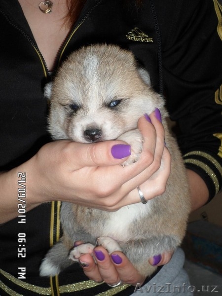 АКИТА-ИНУ щенки - Изображение #4, Объявление #1153556