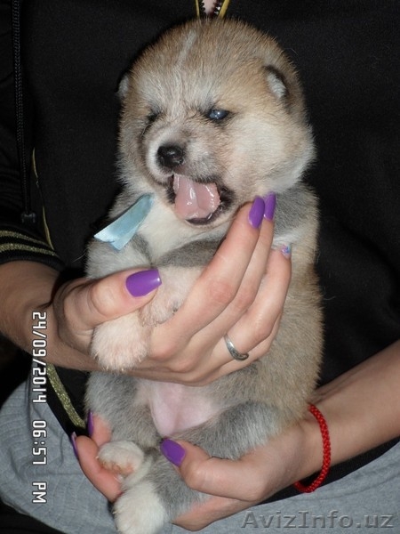 АКИТА-ИНУ щенки - Изображение #6, Объявление #1153556