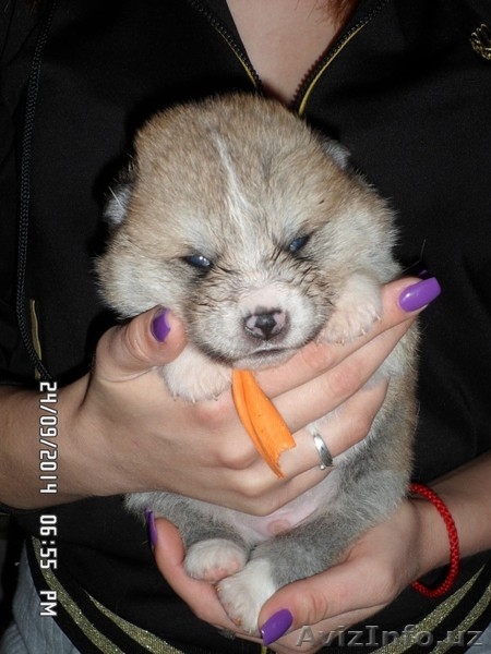 АКИТА-ИНУ щенки - Изображение #5, Объявление #1153556