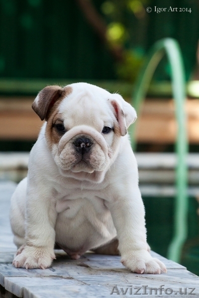 щенки Английского Бульдога  - Изображение #4, Объявление #1142105