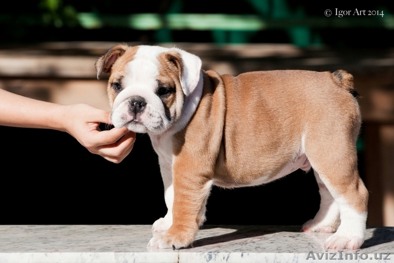 щенки Английского Бульдога  - Изображение #5, Объявление #1142105