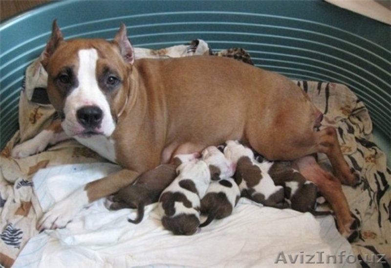 срочно продаётся щенок питбуля остольная информация по телефону - Изображение #5, Объявление #1171630