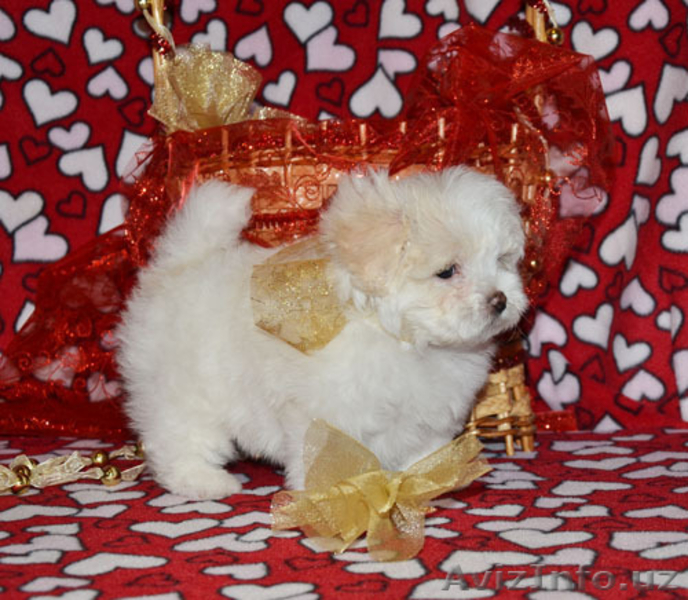 щенки мальтезе для семьи - Изображение #4, Объявление #1181840