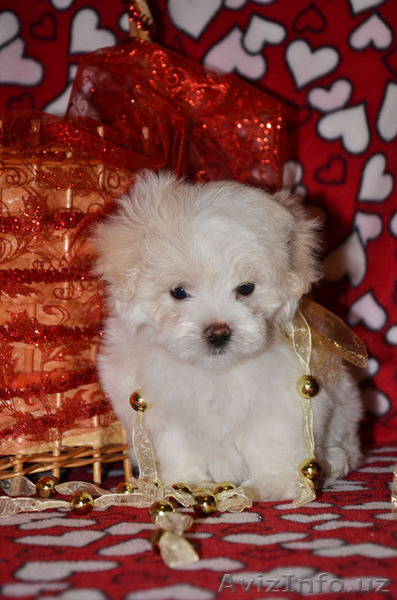 щенки мальтезе для семьи - Изображение #5, Объявление #1181840