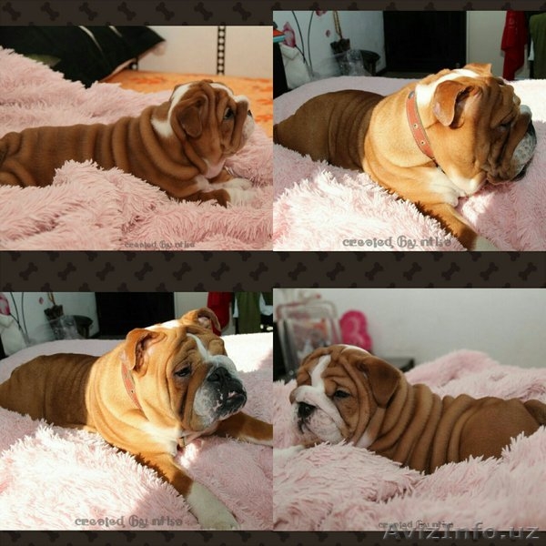 продам английский бульдог щенок - Изображение #4, Объявление #1060468