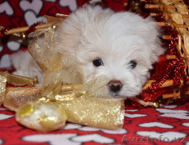 щенки мальтезе для семьи - Изображение #3, Объявление #1181840
