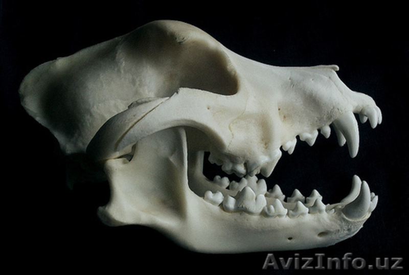 срочно продаётся щенок питбуля остольная информация по телефону - Изображение #7, Объявление #1171630