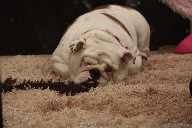 продам английский бульдог девочка 16 мес - Изображение #3, Объявление #1178641