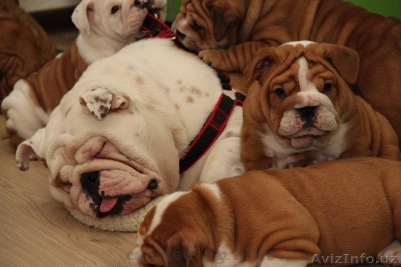 продам английский бульдог щенок - Изображение #9, Объявление #1060468