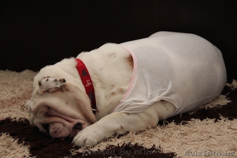 продам английский бульдог девочка 16 мес - Изображение #4, Объявление #1178641