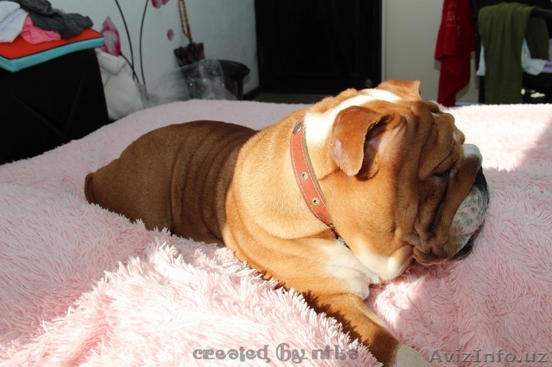 продам английский бульдог щенок - Изображение #3, Объявление #1060468