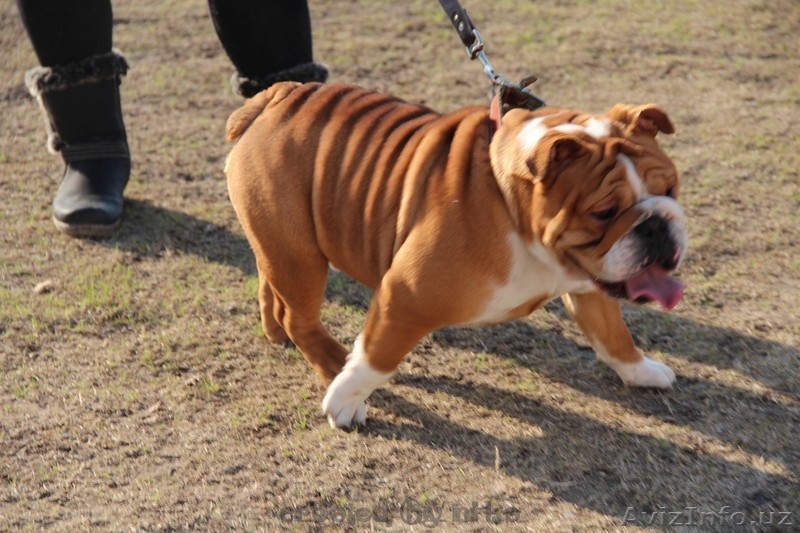 продам английский бульдог щенок - Изображение #8, Объявление #1060468